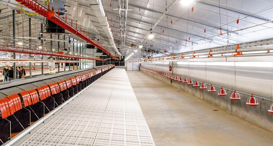 poultry growing家禽育成家禽育成产品您的位置:温室设施昆虫养殖